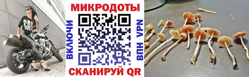 закладки  Новосиль  Галлюциногенные грибы GOLDEN TEACHER 